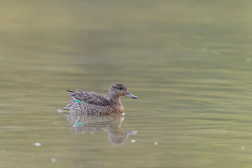 Common teal female Anas crecca swimming on a pond