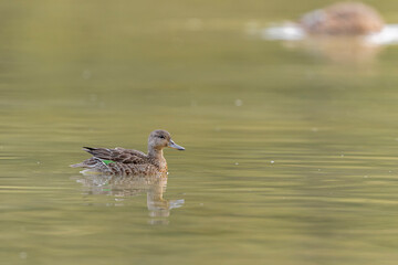Common teal female Anas crecca swimming on a pond