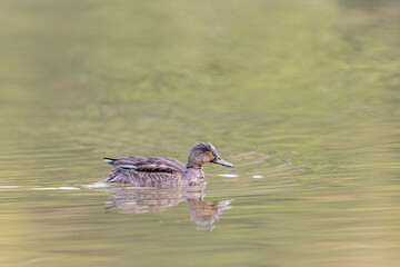Common teal female Anas crecca swimming on a pond