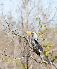 View of southern yellow billed hornbill