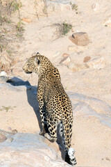 A photo of leopard walking in a dry river