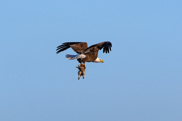 A Bald Eagle flying with a freshly caught rabbit tightly in its grip.