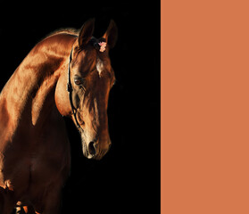 emotional  portrait of wonderful   sportive  stallion against black background.