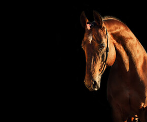 beautiful portrait of wonderful   sportive  stallion.