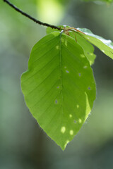 Buchenblätter mit frischem Grün im Frühling
