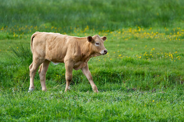Junger hellbrauner Bulle geht über eine Weide mit grünem Gras, im Hintergrund auch gelbe Blumen