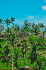 Fototapeta premium tropical forest