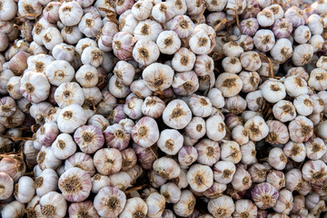 warkocze świeżego, zdrowego czosnku do kupienia na targu © Kamil_k2p