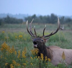 Majestic Rocky Mountain Elk Bull Bugling Bugle Rut Rutting Clearfield County PA