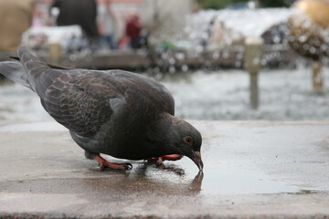 A pigeon drinks water on the street. Beautiful dove. View from the floor of the animal