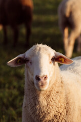 sheep close up shot facing directly to you standing on field in flock of sheep