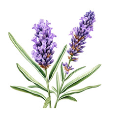 Obraz premium flower element. watercolor lavender illustration.