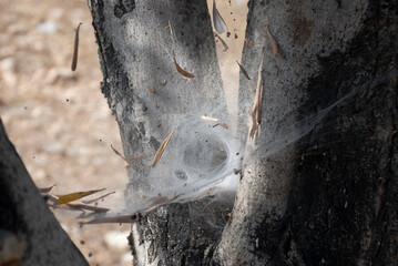 Athens, Greece / September 2023: Spider's web on an olive tree. 