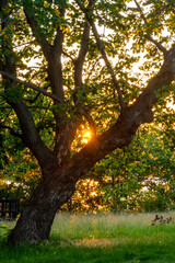 Orange rays of the sun shining through the branches of an oak tree at sunset in rural Minnesota, United States.
