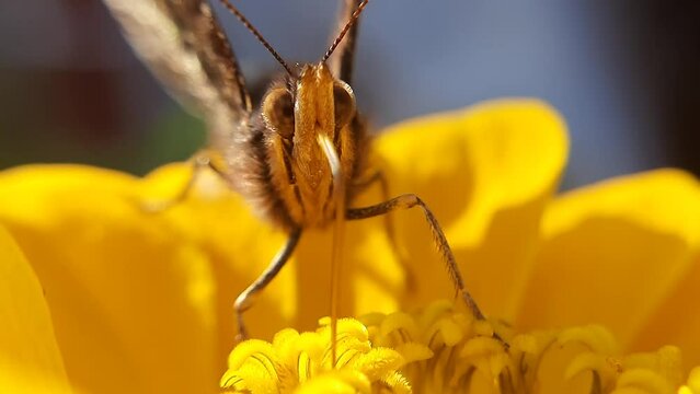 A beautiful butterfly on a yellow flower. Close-up of a butterfly collecting nectar.