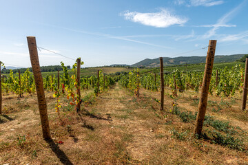 ścieżka biegnącą między krzewami winorośli 