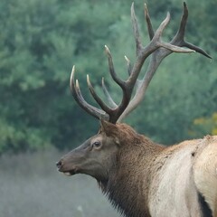 Naklejka na ściany i meble Rocky Mountain Elk Bull Antlers Rut Fall Autumn 