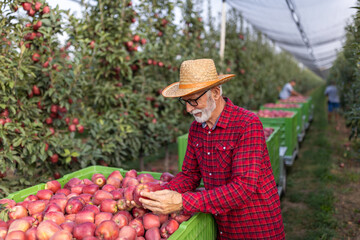 Senior farmer satisfied with apples yield in autumn - 662960513