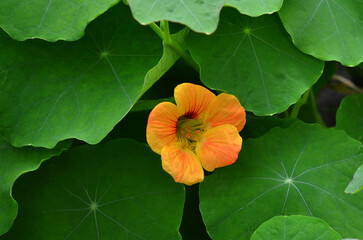  Apricot color  nasturtium flower blooms on a flower bed in autumn garden. Closeup photo outdoors. Planting ,gardening, growing flowers concept..