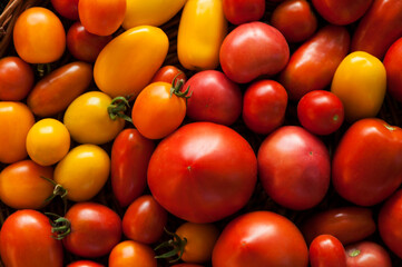 many ripe colored tomatoes on the table