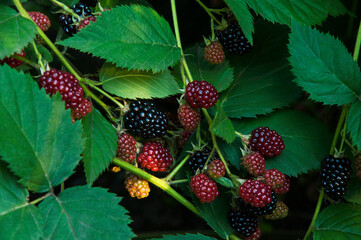 ripe blackberries in the garden. dark sweet berries in the forest. the concept of growing...