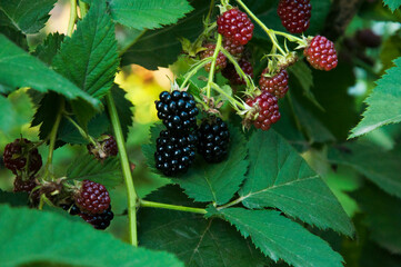 ripe blackberries in the garden. dark sweet berries in the forest. the concept of growing...