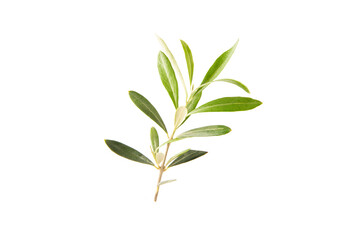 Olive tree branch isolated on white background.