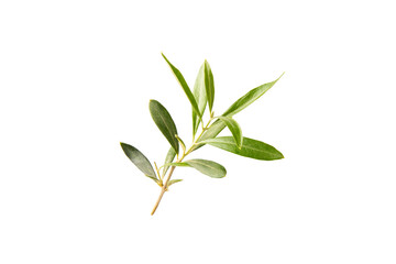 Fototapeta na wymiar Olive tree branch isolated on white background.
