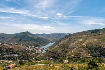 liczne winnice na stokach okalających koryto rzeki Duoro w Portugalii - obrazy, fototapety, plakaty