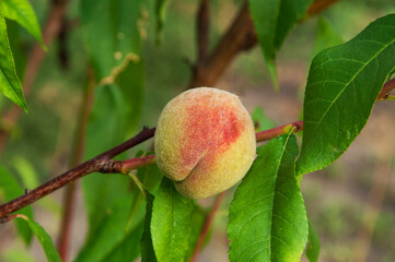 a ripe peach on a branch in the garden