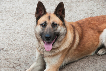german shepherd dog on gray background. hound on natural texture. beige animal close-up. dog breeding concept	
