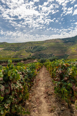 Fototapeta na wymiar ciągnące się po horyzont winie na południu Portugalii
