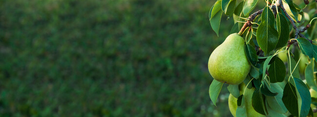 big juicy pear on a branch in a green garden