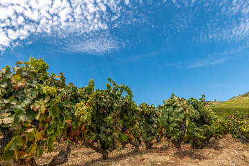 Fototapeta na wymiar winogrona gotowe do zbioru, piękne niebo nad krzewami