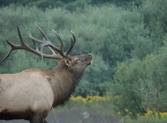 Rocky Mountain Bull Elk Clearfield County PA 
