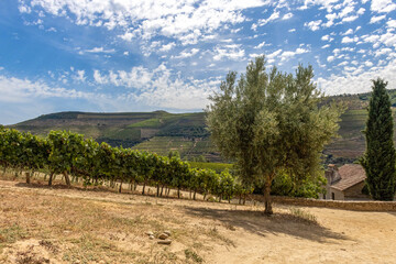 pięknie prowadzona winnica w Portugalii. Drzewo oliwne rosnące pośród∂ krzewów winorośli - obrazy, fototapety, plakaty