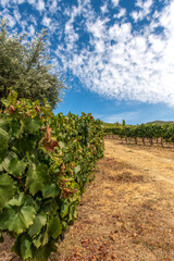 Fototapeta na wymiar Winogrona rosnące pod pięknym niebem w Portugalii