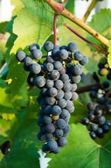 Fototapeta premium bunch of juicy blue grapes in the vineyard. the concept of growing grapes
