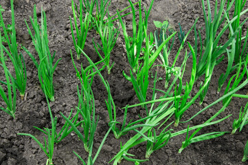 green young onions on the bed