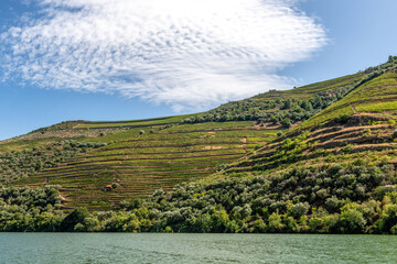 rzeka Duoro płynąca dolina pomiędzy winnicami, Portugalia - obrazy, fototapety, plakaty