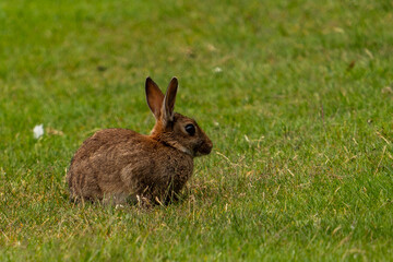 Bunny in a park in Invergordon