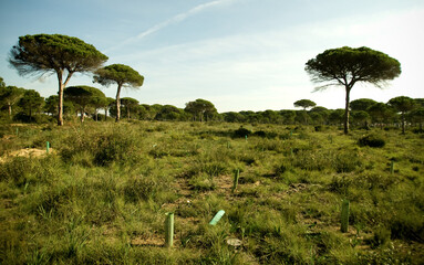 General view of a pine forest in reforestation - Powered by Adobe