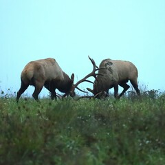 Elk Bull Rut Fight Clash Battle Antlers Collide