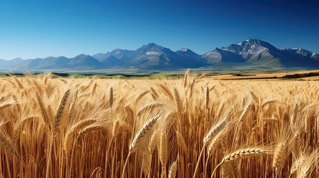 field of wheat, mountines in background