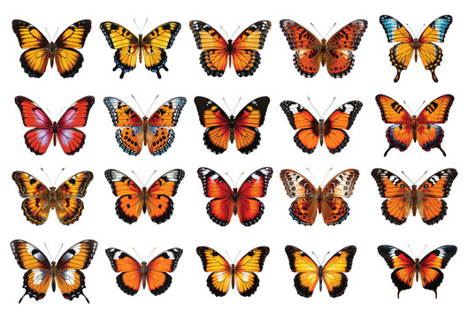 Colored butterfly vector set isolated on white