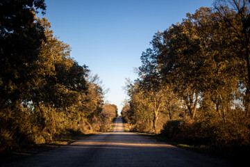 Country road surrounded by trees at sunset