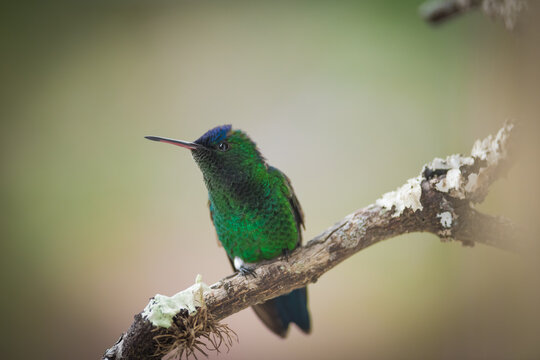 tailed hummingbird