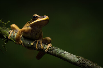 frog on a tree