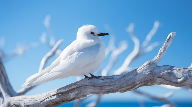 A White Tern perched on a branch, the HD camera capturing the bird's delicate features and pristine white plumage against a background of blue sky.