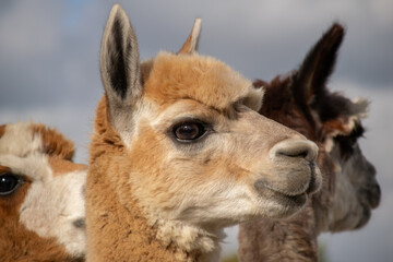 Obraz premium Alpaca (Male) (Lama pacos)